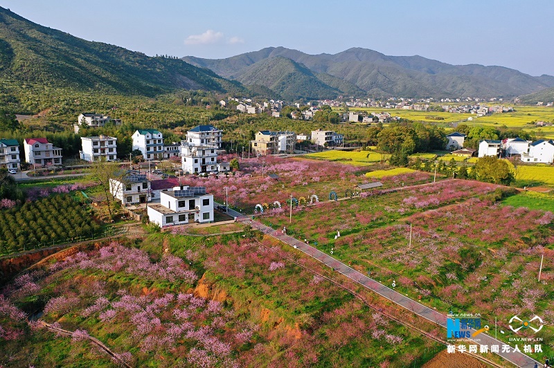 近日,江西省横峰县司铺村桃花争相绽放,粉色的桃花与秀美乡村交相