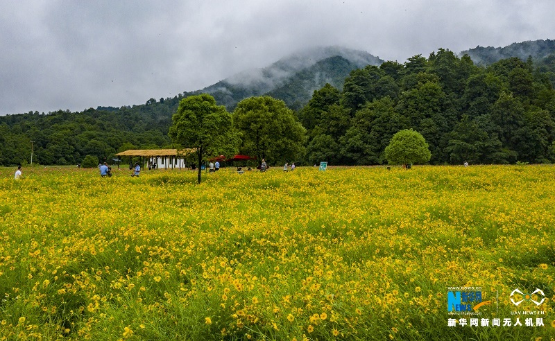 近日,江西省新余市渝水区百丈峰景区盛开的花海色彩斑斓,吸引众多