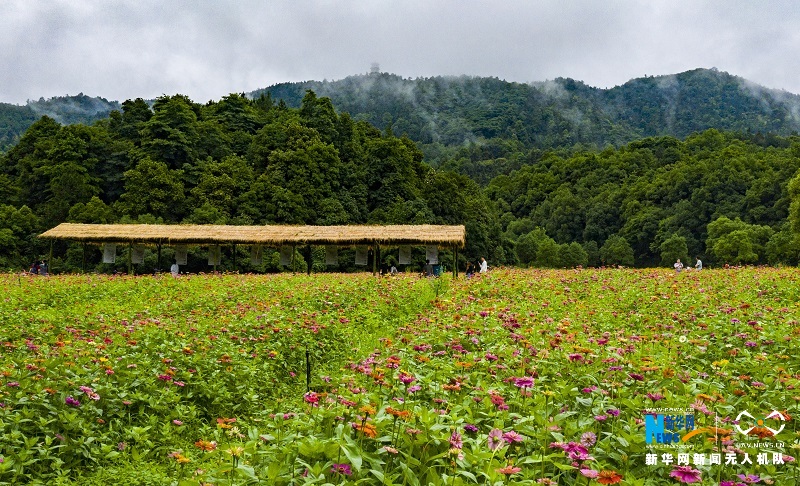 近日,江西省新余市渝水区百丈峰景区盛开的花海色彩斑斓,吸引众多