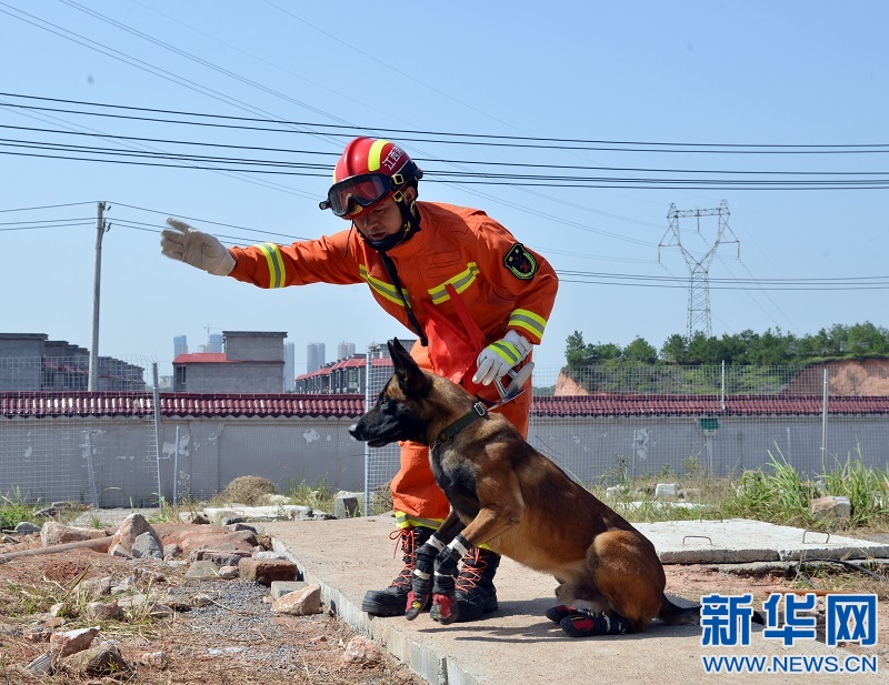 既猛又萌 搜救犬"比武大会"来袭