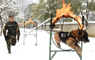 汪星人也有冬训 神犬奇兵雪地突击