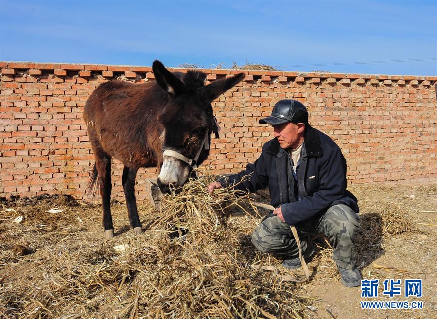 （社会）（3）内蒙古赤峰：养驴脱贫 增收致富