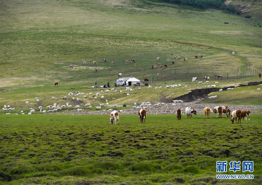 （环境）（4）内蒙古草原进入全面返青期
