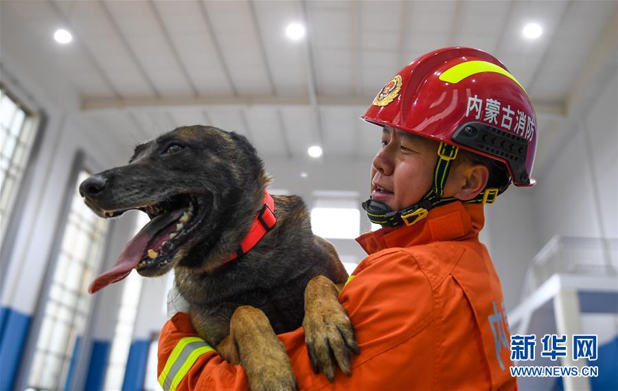 （社會）（4）搜救犬：救援“特種兵”