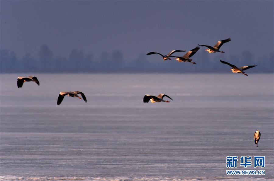 （環境）（4）中俄界湖興凱湖：鴨戲春水 鷺舞寒冰