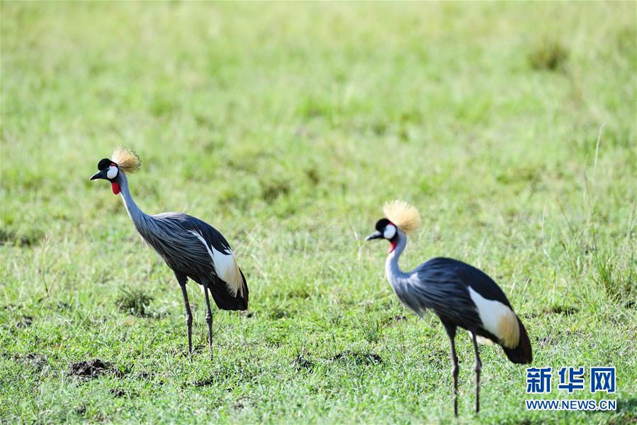 （国际）（5）肯尼亚马赛马拉国家保护区掠影