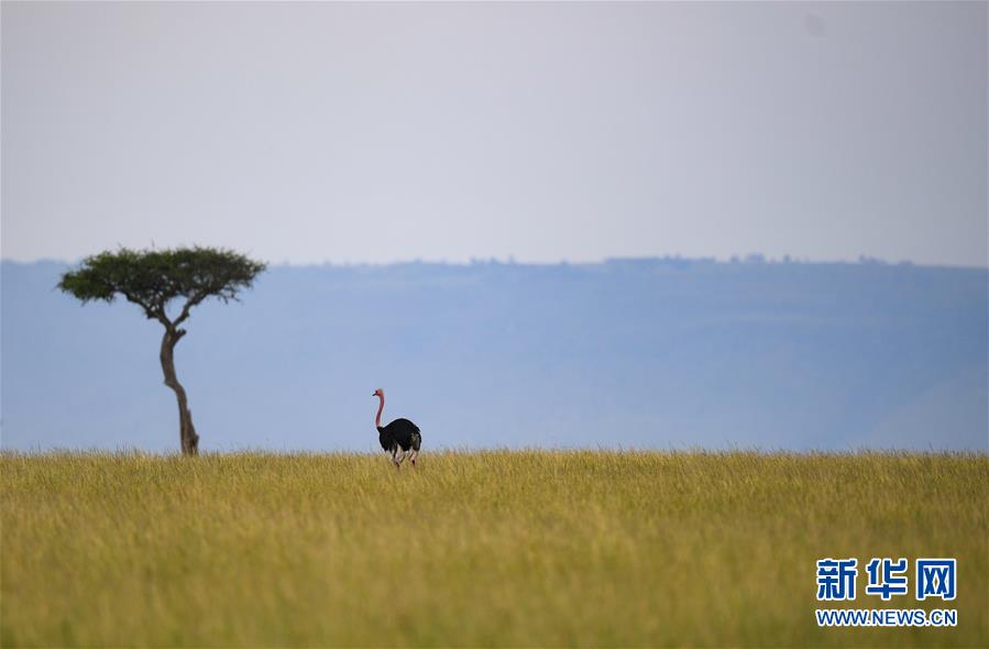 （国际）（13）肯尼亚马赛马拉国家保护区掠影
