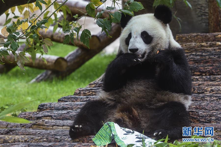 （国际）（1）莫斯科动物园为大熊猫“如意”和“丁丁”庆生