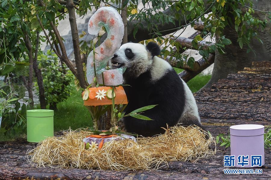 （国际）（3）莫斯科动物园为大熊猫“如意”和“丁丁”庆生