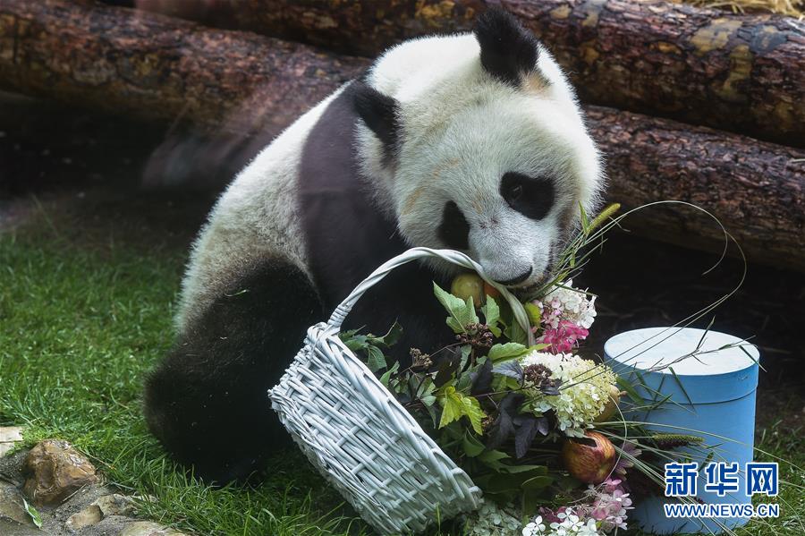 （国际）（4）莫斯科动物园为大熊猫“如意”和“丁丁”庆生