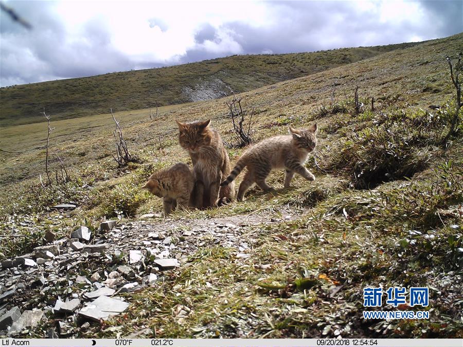 （图文互动）（1）三江源地区首次记录到荒漠猫抚育幼崽影像