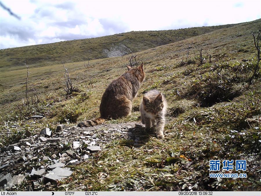 （图文互动）（2）三江源地区首次记录到荒漠猫抚育幼崽影像