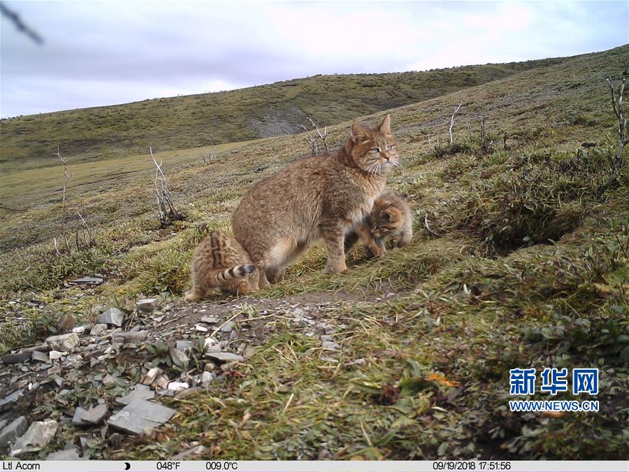 （图文互动）（3）三江源地区首次记录到荒漠猫抚育幼崽影像