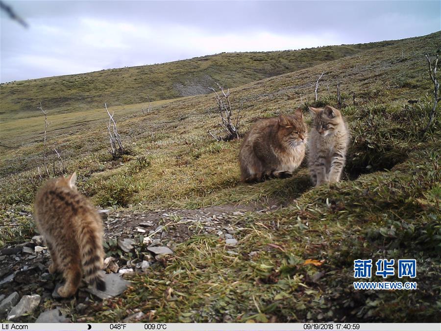 （图文互动）（5）三江源地区首次记录到荒漠猫抚育幼崽影像