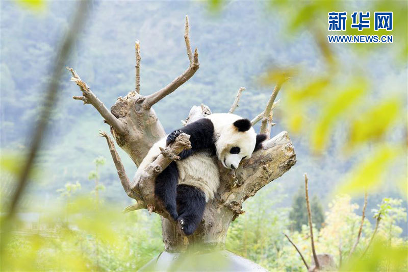 10月20日,在四川卧龙中华大熊猫苑神树坪基地,一只大熊猫在树杈上休息