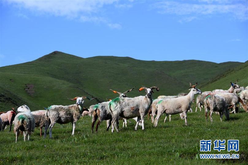 国社@四川｜草原上的“五彩羊”