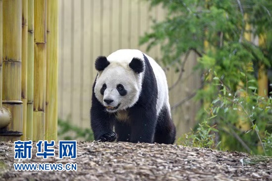 旅加龙凤胎大熊猫返乡过年