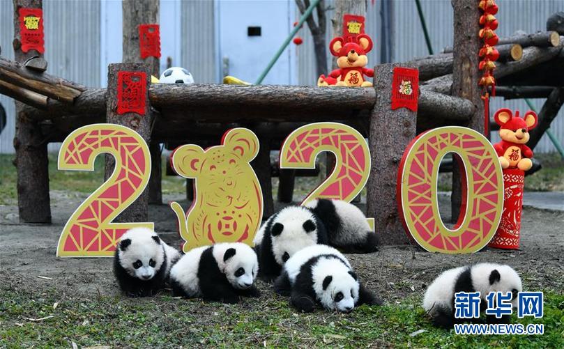 （社会）（2）大熊猫宝宝贺新春