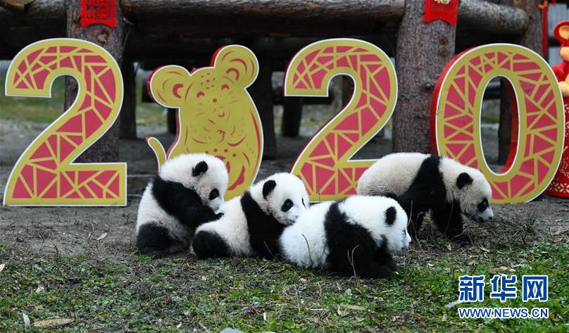 （社会）（7）大熊猫宝宝贺新春