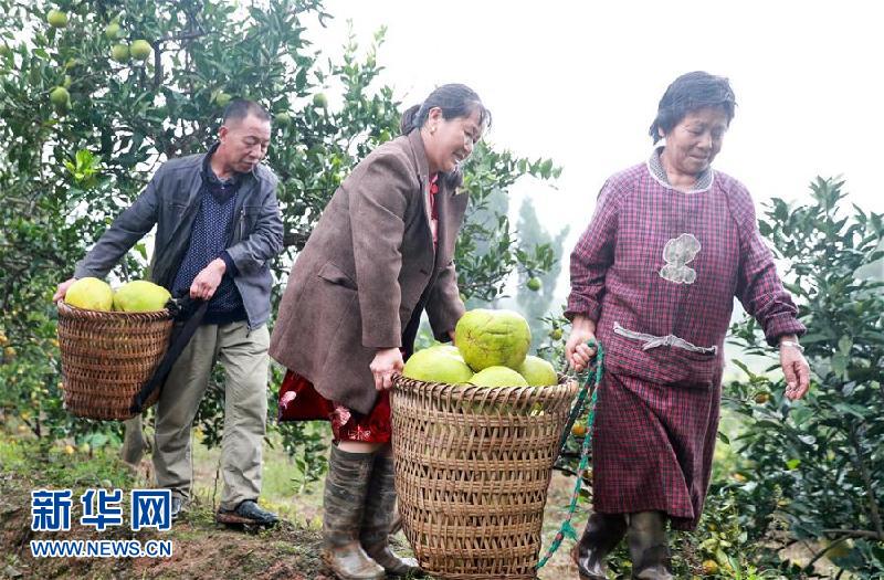 #（经济）（3）四川华蓥：“水果产业+庭院经济”助农增收