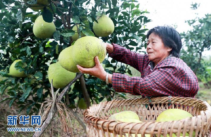 #（经济）（1）四川华蓥：“水果产业+庭院经济”助农增收