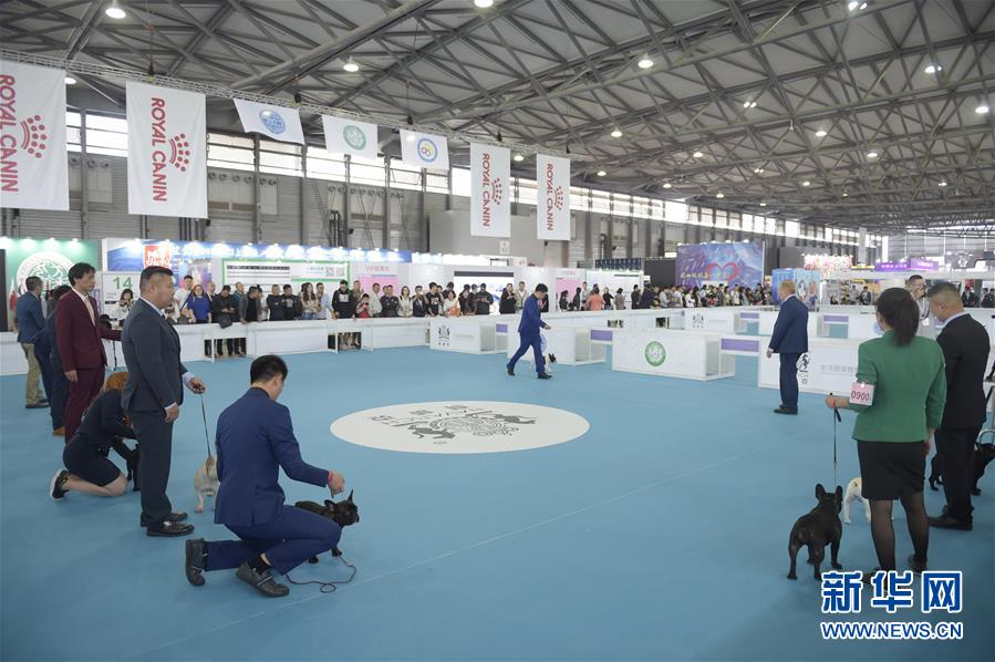 （新华视界）（1）2017FCI亚洲杯犬展暨上海宠物节开幕