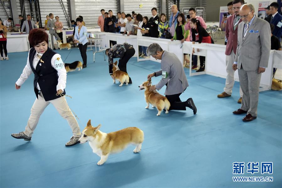 （新华视界）（2）2017FCI亚洲杯犬展暨上海宠物节开幕