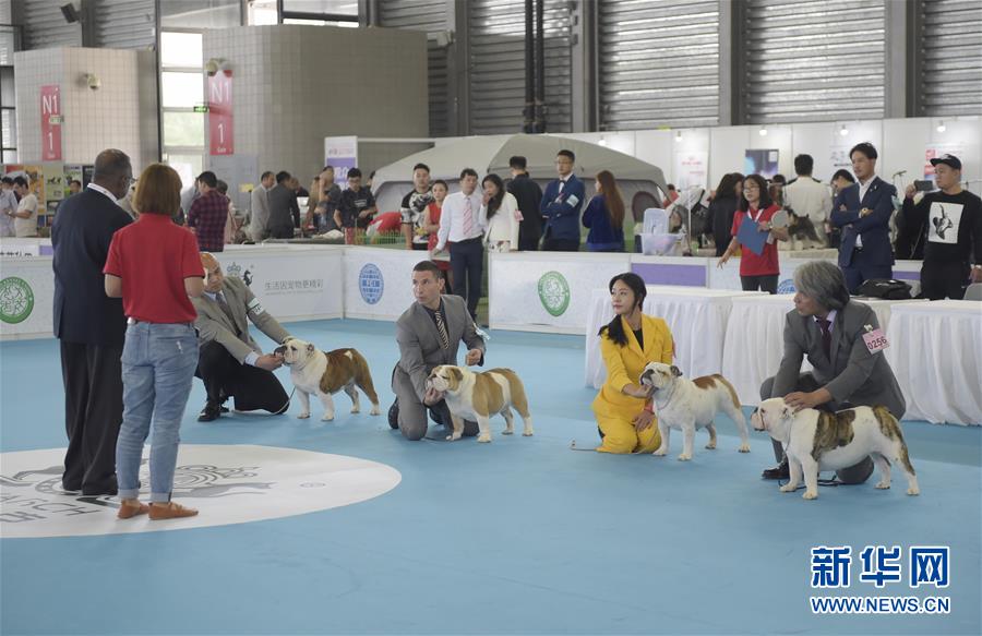 （新华视界）（4）2017FCI亚洲杯犬展暨上海宠物节开幕