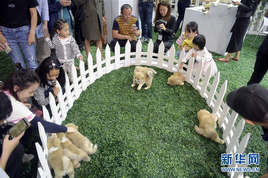 （新华视界）（7）2017FCI亚洲杯犬展暨上海宠物节开幕