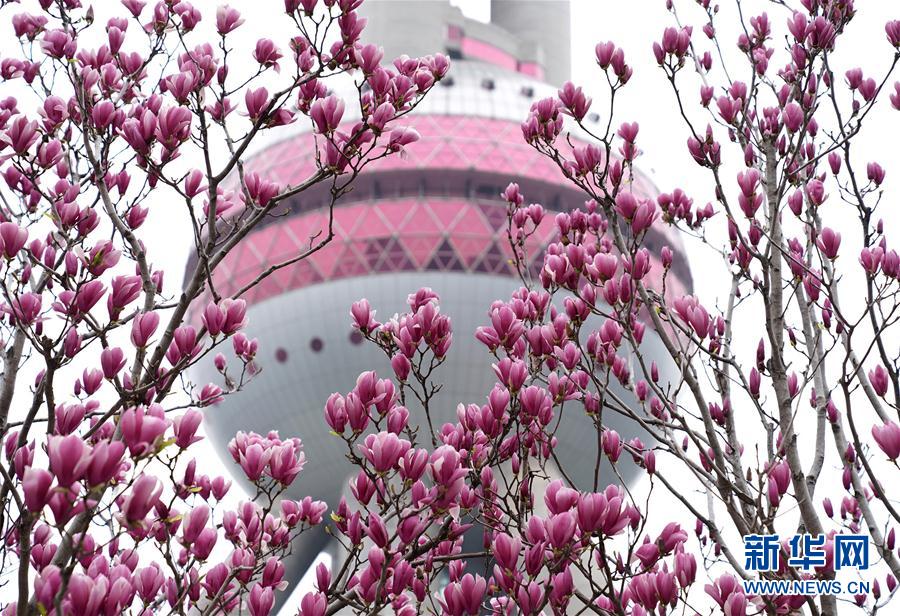 （环境）上海春来早