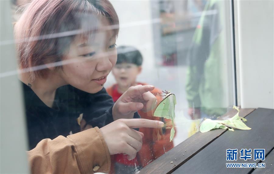 （社會）（4）上海：自然博物館裏觀賞綠尾大蠶蛾