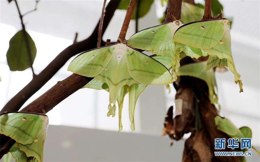 （社會）（6）上海：自然博物館裏觀賞綠尾大蠶蛾