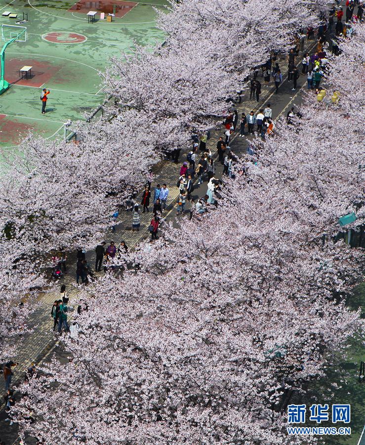 （環境）（2）上海：校園櫻花盛放