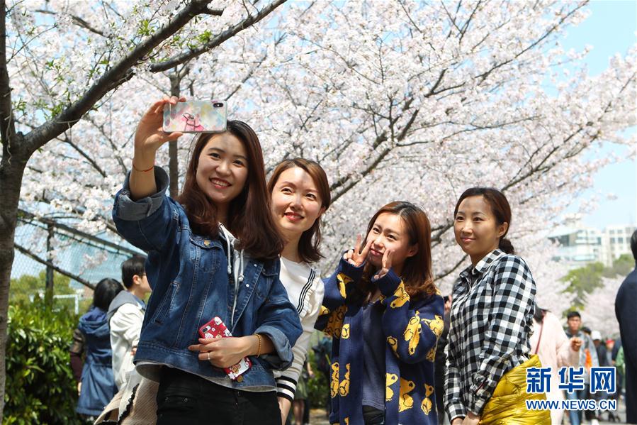 （環境）（4）上海：校園櫻花盛放