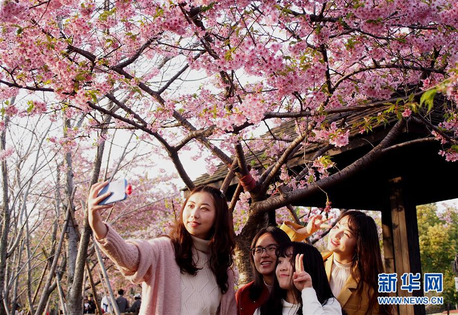 （請發上海頻道）：2019上海櫻花節開幕