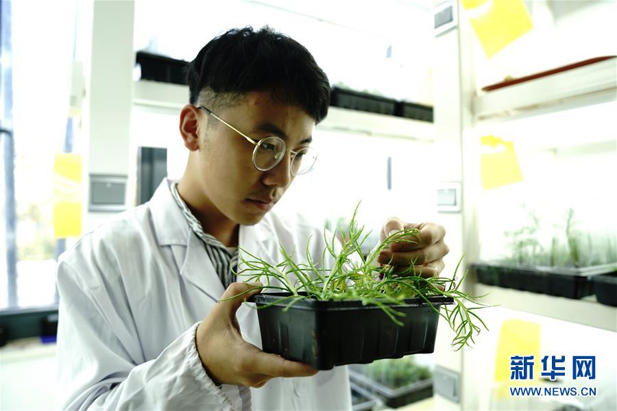 （環境）（1）上海多地發現國家二級重點保護野生植物粗梗水蕨
