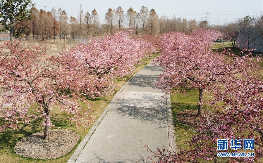 （环境）（2）上海：樱花绽放春意浓