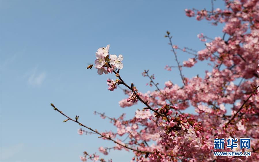 （环境）（4）上海：樱花绽放春意浓