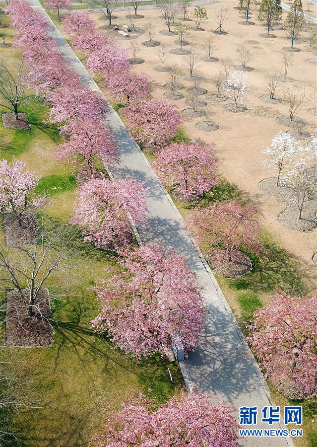 （环境）（5）上海：樱花绽放春意浓