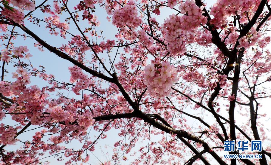 （环境）（8）上海：樱花绽放春意浓