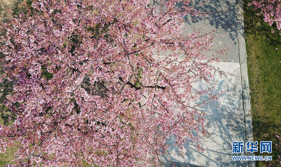 （环境）（9）上海：樱花绽放春意浓