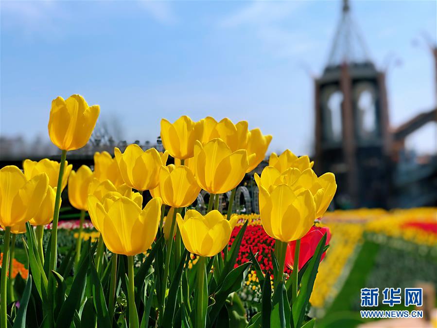 （环境）（3）上海：花开春意浓