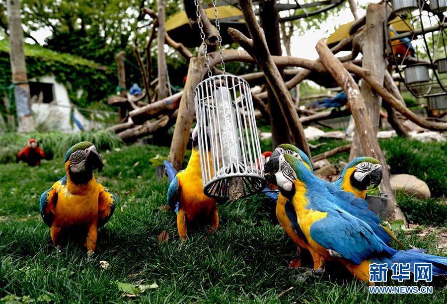 （新华视界）（1）上海动物园：让动物们的生活更精彩