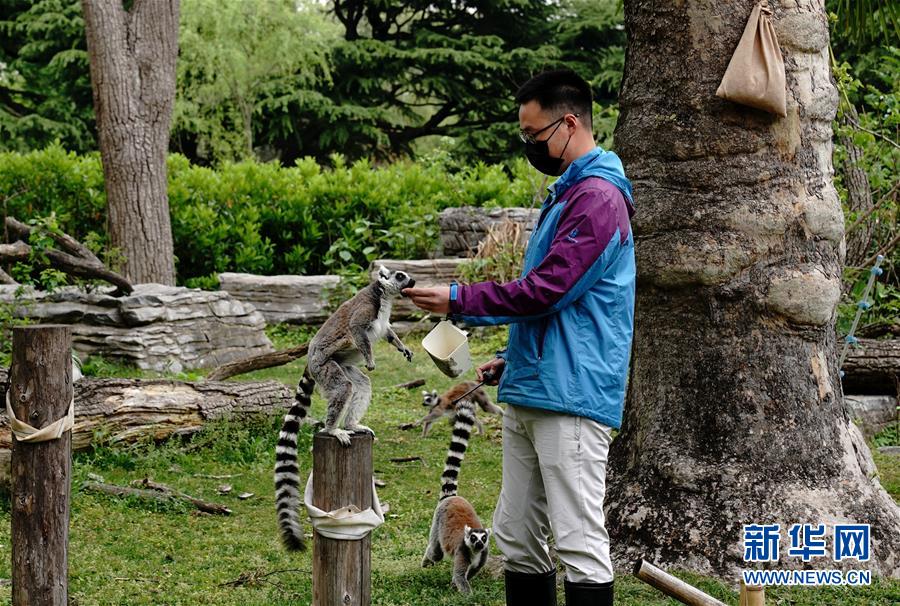 （新华视界）（4）上海动物园：让动物们的生活更精彩