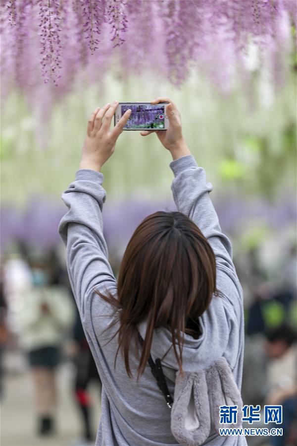 （新华视界）（1）上海：紫藤花开