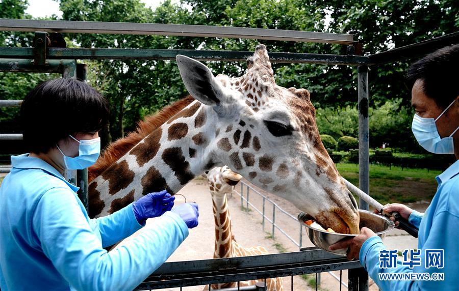 （新華視界）（4）上海動物園：給動物“體檢”