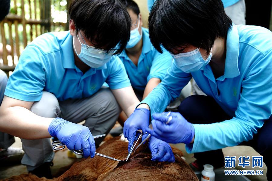 （新華視界）（5）上海動物園：給動物“體檢”