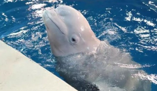 长风海洋世界白鲸火了 你了解这种海洋动物吗？