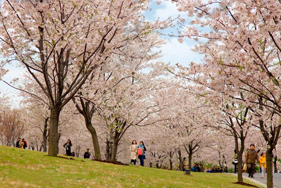 春分:申城將迎來一波升溫 各大公園花展美如畫