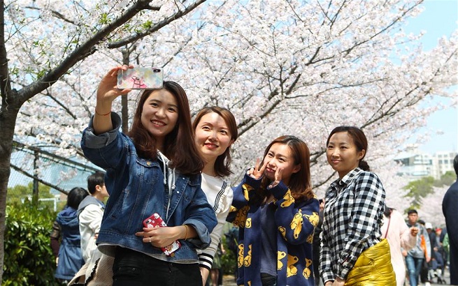 上海：校園櫻花盛放
